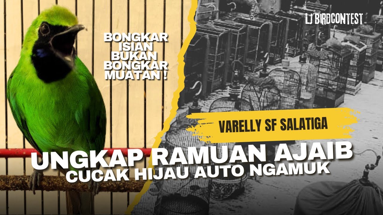 Зелёная сорока-малиновка немедленно выгружает начинку | VARELLY SF SALATIGA