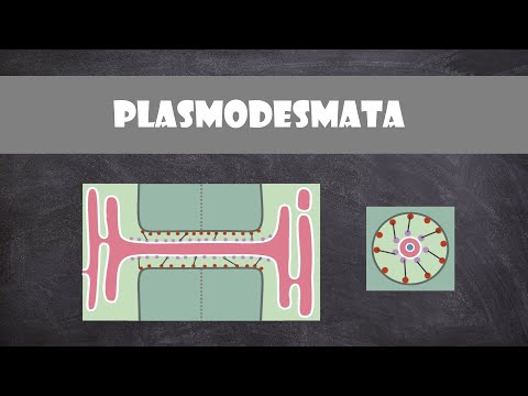Plasmodesmata 구조 및 기능 | 식물생물학
