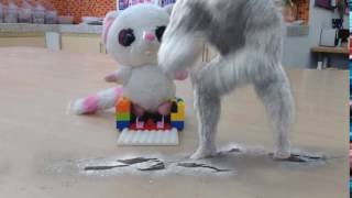 IMG 0199