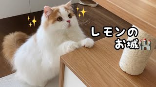 はじめてのキャットタワーに喜びが大爆発した猫が可愛いすぎた！