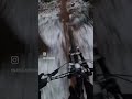 First SNOW Ride of the season 🇨🇦#mtb #mountainbiking #biking #bike #dirtjump