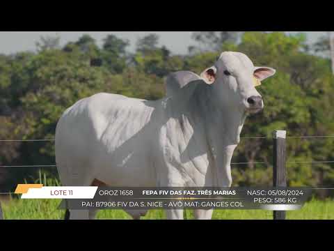 LOTE 11 1658
