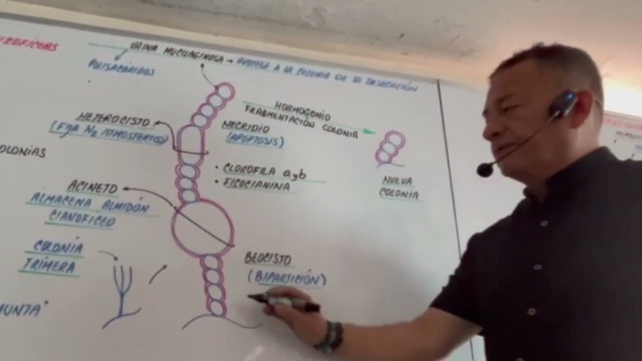 CIANOBACTERIAS, PRÁCTICO SENCILLO, CLASE EN VIVO