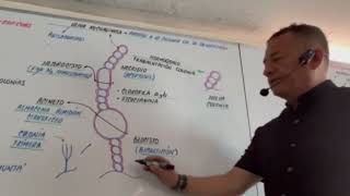 CIANOBACTERIAS, PRÁCTICO SENCILLO, CLASE EN VIVO