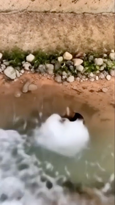 Kucing tercebur dalam air