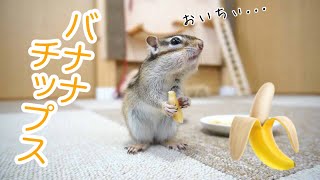 【シマリス】バナナチップスの美味しさに目覚めてしまったリスがこちら...