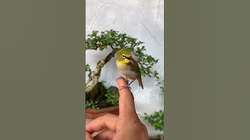 Bài tập KHUYÊN LÍU TRÊN TAY / Tuấn Mi