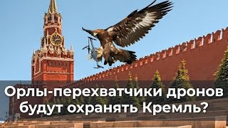 Орлы-перехватчики дронов будут охранять Кремль?