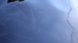 Viveiro das Trutas - Seixal