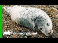 Resilient Baby Seal Survives 90 Mile Swim Across The Irish Sea | Dodo Heroes