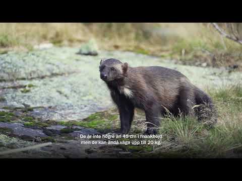 Video: Raptorgener Avslöjar Evolutionära Signaturer Av Rovdjur Och Nattliga Livsstilar