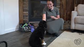 Coco Training Graduation by Puppy Intelligence 64 views 3 weeks ago 3 minutes, 45 seconds