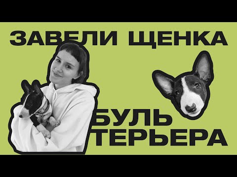 ЗАВЕЛИ ЩЕНКА БУЛЬТЕРЬЕРА | ПЕРВАЯ НЕДЕЛЯ ДОМА, ВОСПИТАНИЕ И СЛОЖНОСТИ