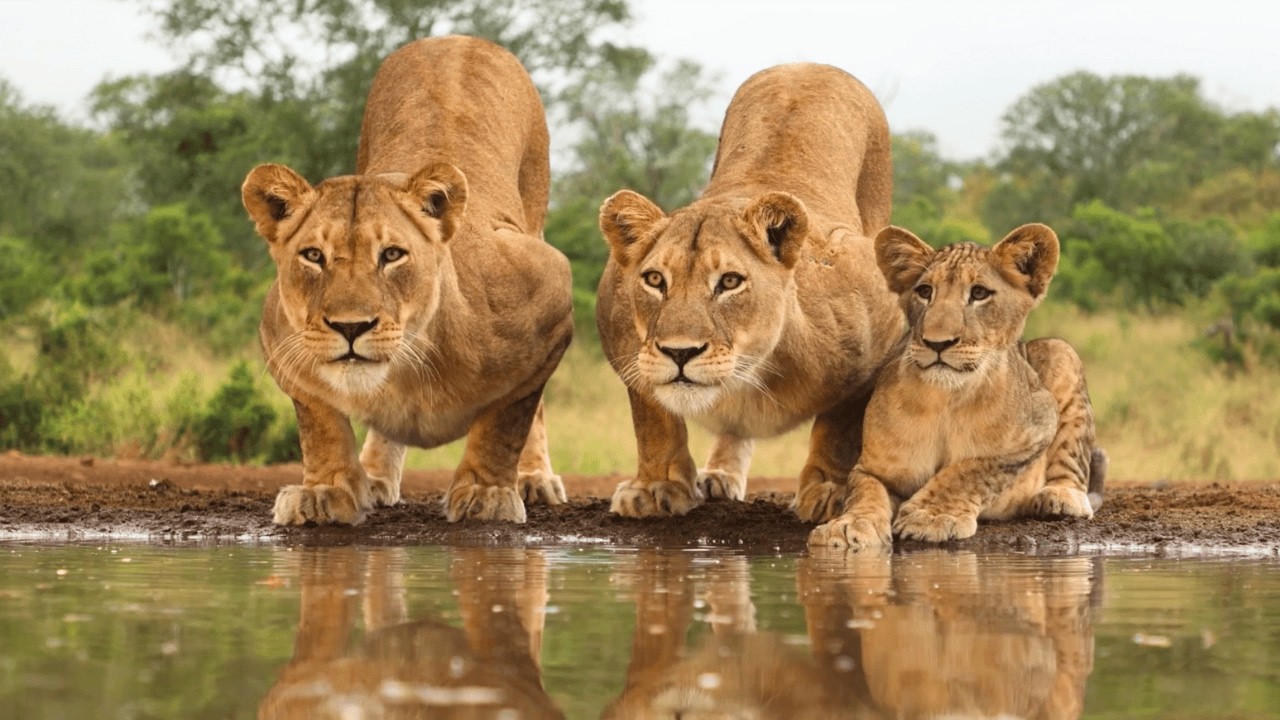 Lion Pride Drinks Less Than Twelve Feet Away From Me