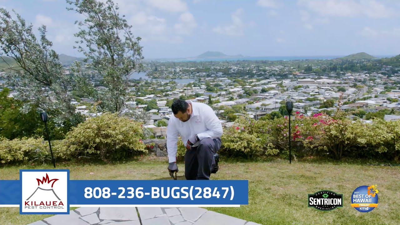 Interview with Kilauea Pest about Hawaii Termites YouTube