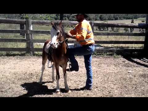 Pony Bronco Riding