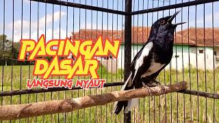 Suara Kacer Gacor Pancingan Dasar Harian Kacer Langsung Nyaut