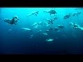 Gannet Diving Behavior and Physiology