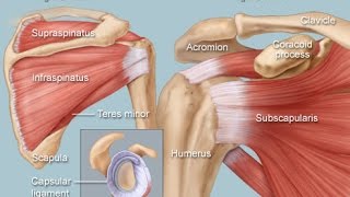 Dr. Smith Shoulder Pain Webinar