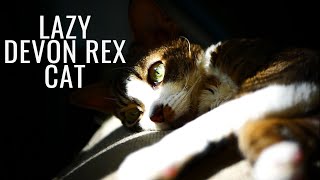 Watch This Devon Rex Cat Achieve Maximum Laziness! by Bublik funny cat 122 views 1 year ago 4 minutes, 57 seconds