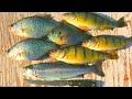Catch n' Cook Crappie, Perch, Bluegill & Trout on the Boat!