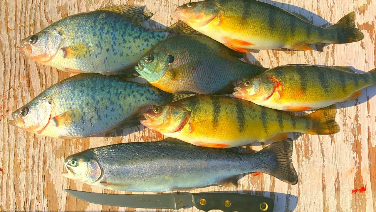 Catch n' Cook Crappie, Perch, Bluegill & Trout on the Boat! 