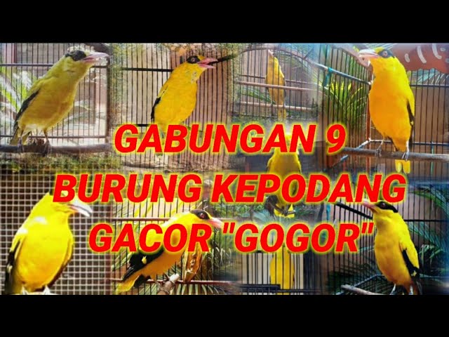 Gabungan 9 master burung kepodang gacor Gogor class=