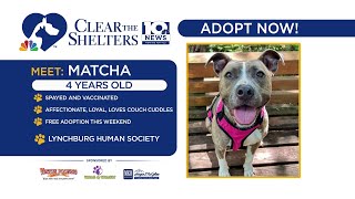 Clear the Shelters Matcha