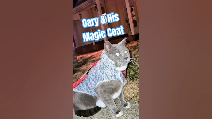 Video 11905301: cat funny animals