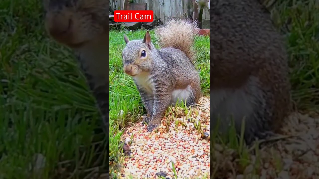 Camera Squirrel Squirrel at Trail Cam #photography #nature - YouTube