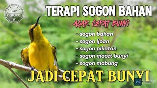 Terapi sogon bahan agar cepat bunyi, dengan ini sogon bahan jadi cepat bunyi #terapisogon