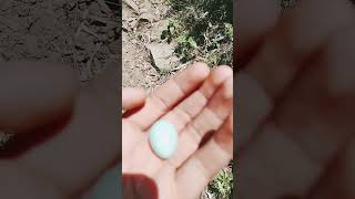 the egg 🥚🥚 of berd #subhanallah