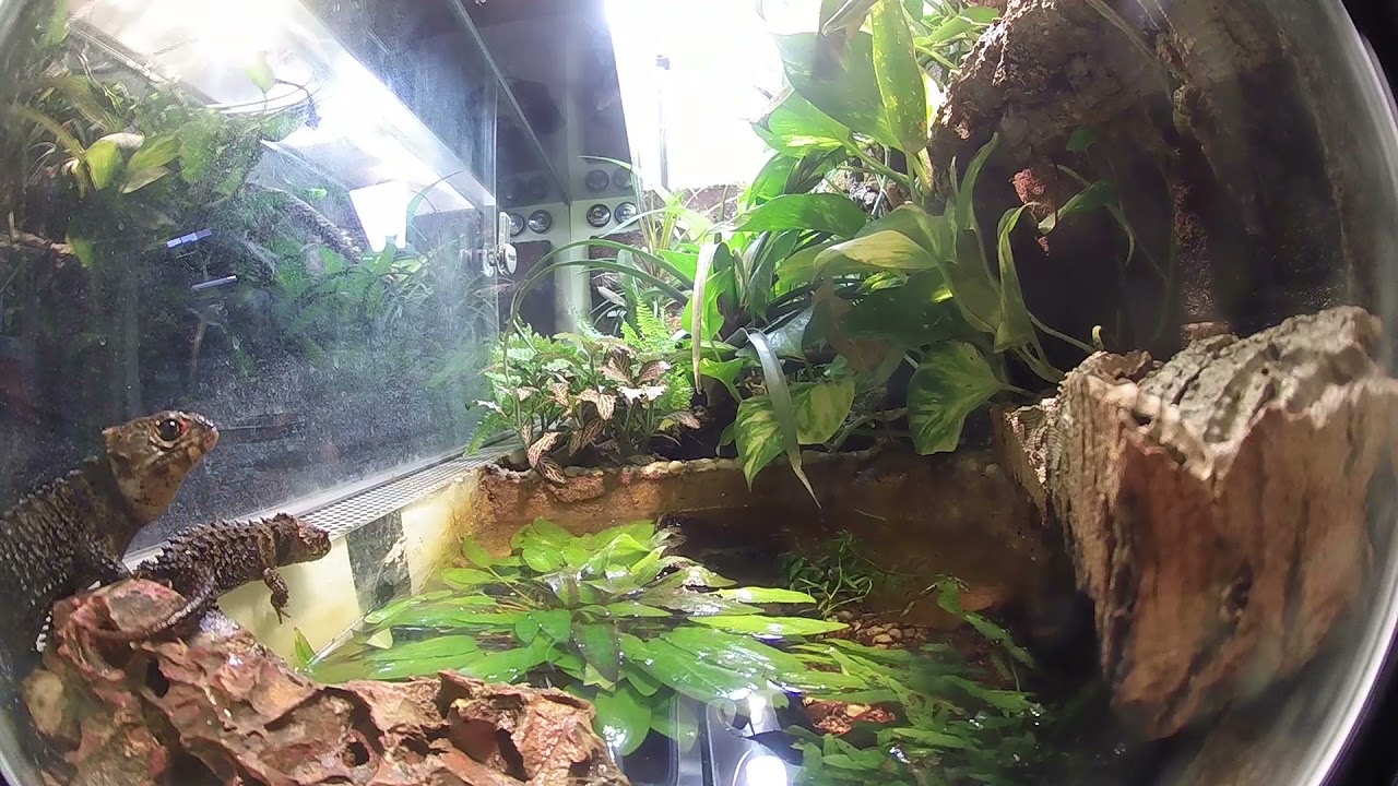 Crocodile skinks are taking a bath