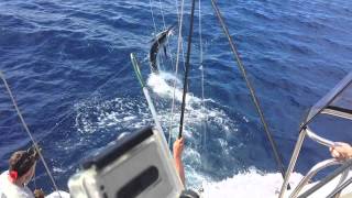 Marlin Fishing in Sydney - SGFC