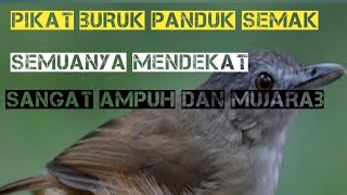 pikat burung pelanduk semak TERBARU 2024!!