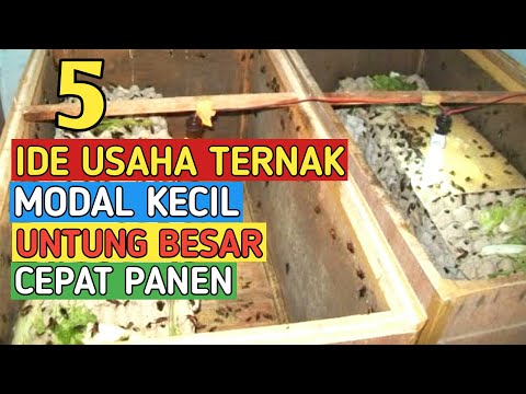 Video: Benih Sayur, Varietas Dan Kacukan Yang Menjanjikan - Apa Tahun Mendatang Bagi Kita?