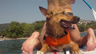 SUP dog adventure