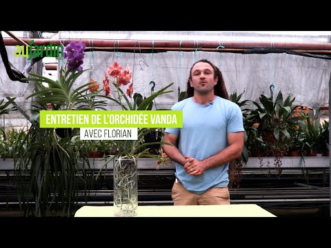 Vidéo: Méthodes de propagation des orchidées - Apprenez à propager les orchidées Vanda