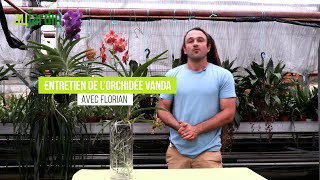 Comment entretenir une orchidée Vanda ? Toutes les astuces pour réussir...  - thptnganamst.edu.vn