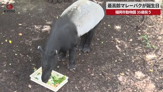 【速報】最高齢マレーバクが誕生日 福岡市動物園、35歳祝う