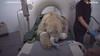 ロシア極北の村で発見された重傷のホッキョクグマ、モスクワへ　　神経科医「二度と歩けない」