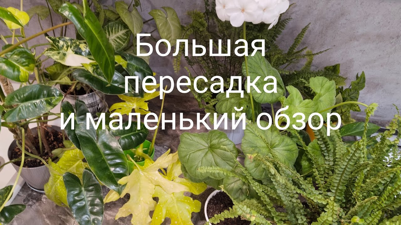 Комнатные растения Пересадка Полив Обзор🌷🪴🌺🌷🌷