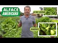 ALFACE AMERICANA: VOCÊ SABE A MANEIRA CORRETA DE CULTIVAR?