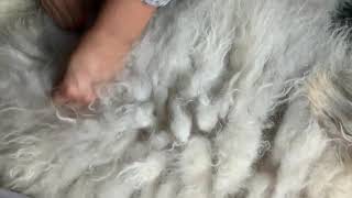 MAINTAINING YOUR HUNGARIAN SHEEP DOG (KOMONDOR) by Komondor Family 93 views 2 years ago 3 minutes, 32 seconds