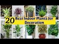 Best Indoor Plants India | Best Indoor plants for Decoration | Best Indoor Plants for Clean Air