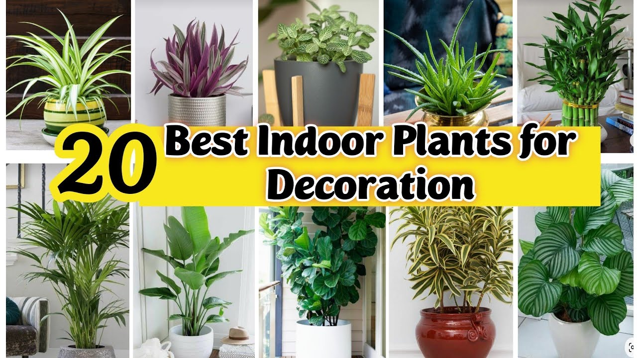 Best Indoor Plants India Best Indoor plants for Decoration Best