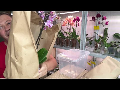 Video: Razmnoževanje Dragocenih Orhidej S Potaknjenci