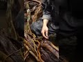 Step-by-Step: Crafting a Cozy Shelter Under Oak Roots