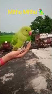#talkingparot #funny https://youtube.com/shorts/KcQgXhA82qA?feature=share