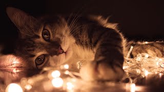 Relaxing Music Therapy Special for Cats